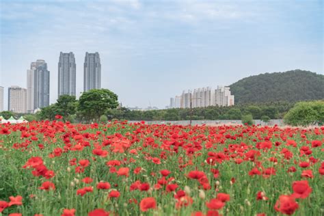 태화강 국가정원 입장료: 자연과 문화의 교차로에서의 가치 재고